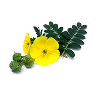 Tribulus Terrestris urt